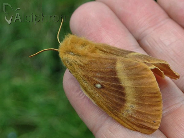 Lasiocampa quercus
