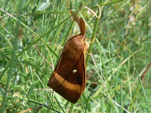 Lasiocampa quercus