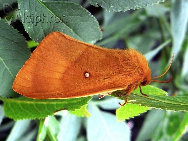 Lasiocampa quercus