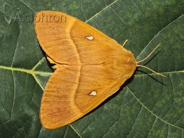 Lasiocampa quercus