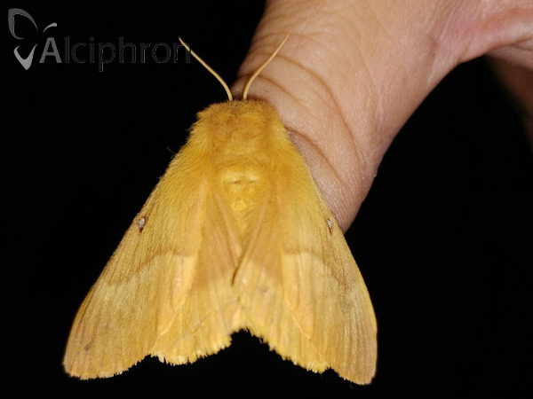 Lasiocampa quercus