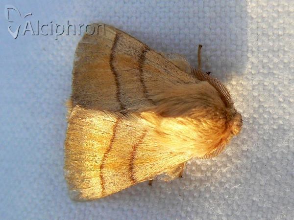 Malacosoma neustria
