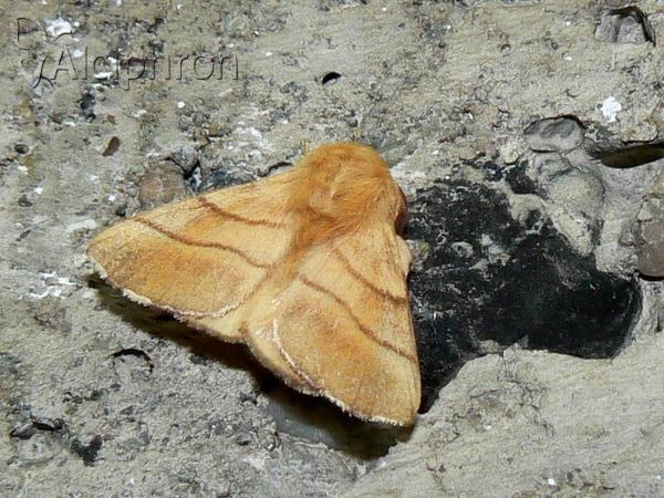 Malacosoma neustria