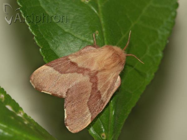 Malacosoma neustria