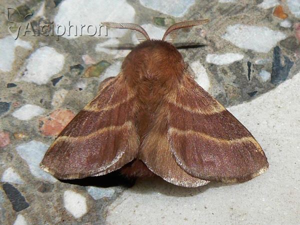 Malacosoma neustria