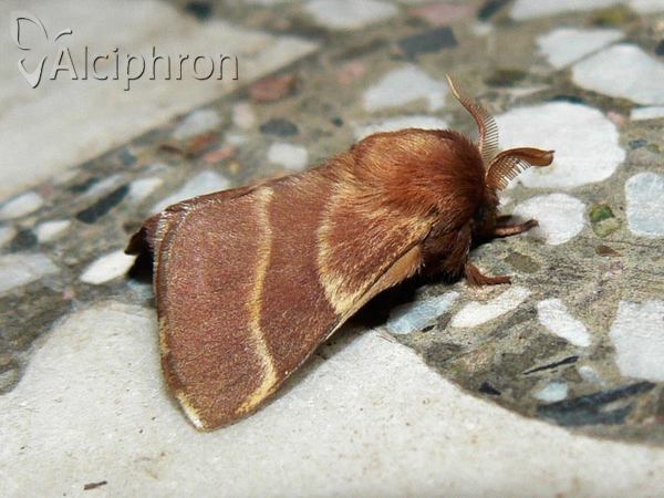 Malacosoma neustria
