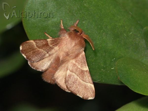 Malacosoma neustria