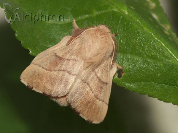 Malacosoma neustria
