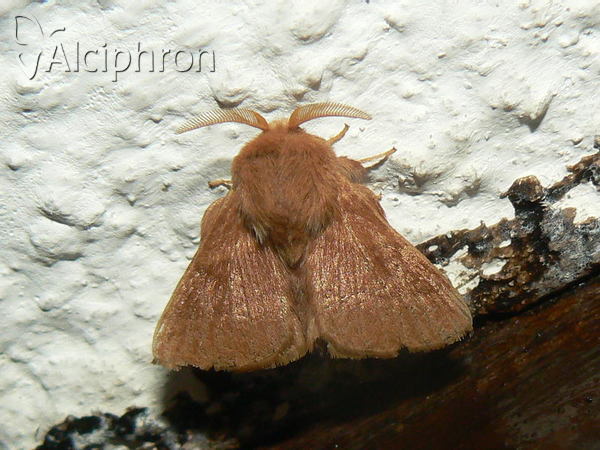Malacosoma neustria