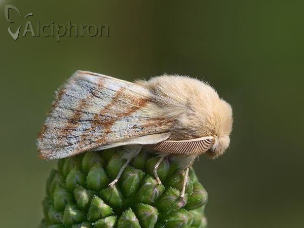 Malacosoma castrensis