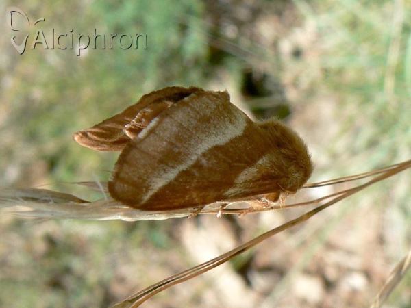 Malacosoma castrensis