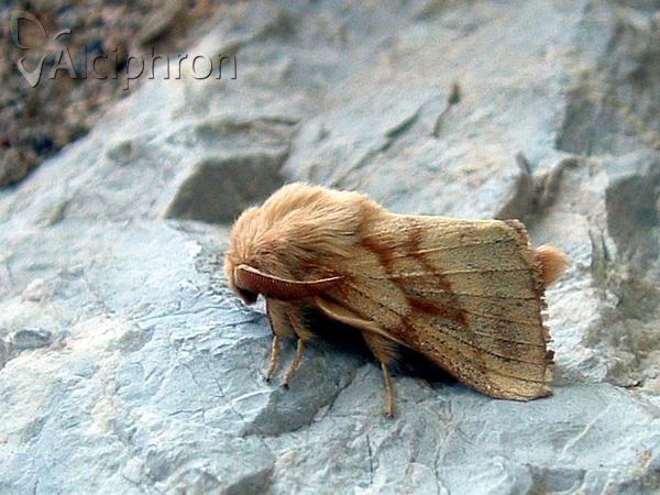 Malacosoma castrensis