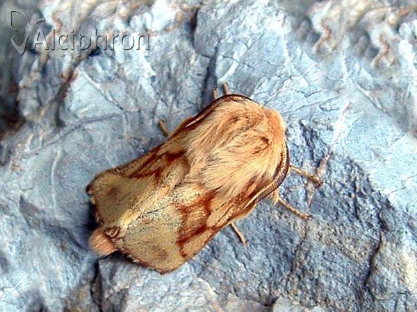 Malacosoma castrensis