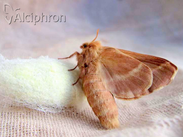 Malacosoma castrensis