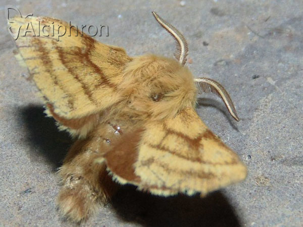 Malacosoma castrensis