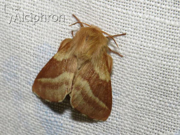 Malacosoma castrensis