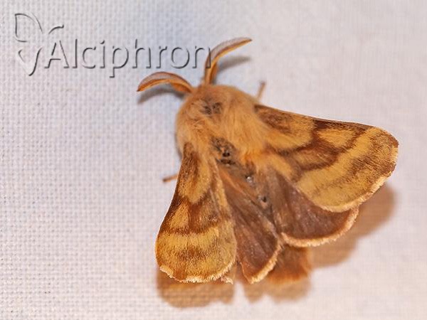 Malacosoma castrensis
