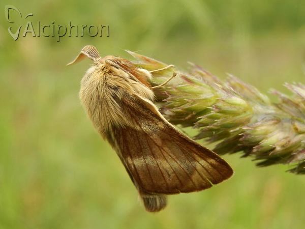 Malacosoma franconica