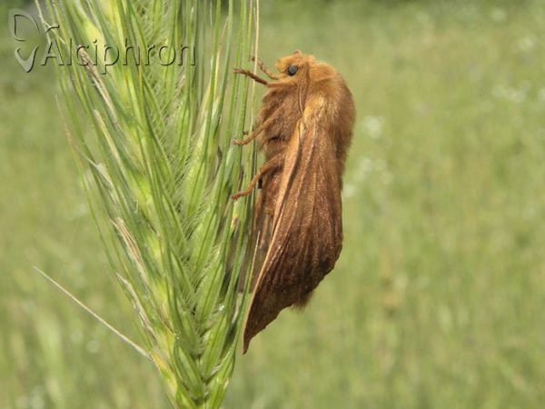 Malacosoma franconica