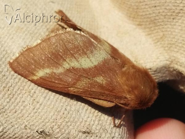 Malacosoma franconica