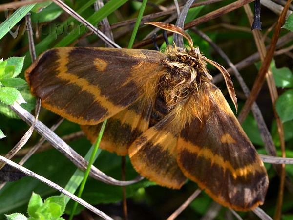 Lemonia dumi