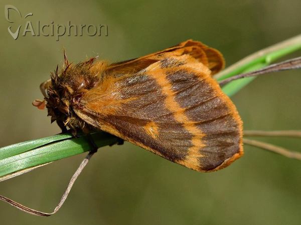 Lemonia dumi