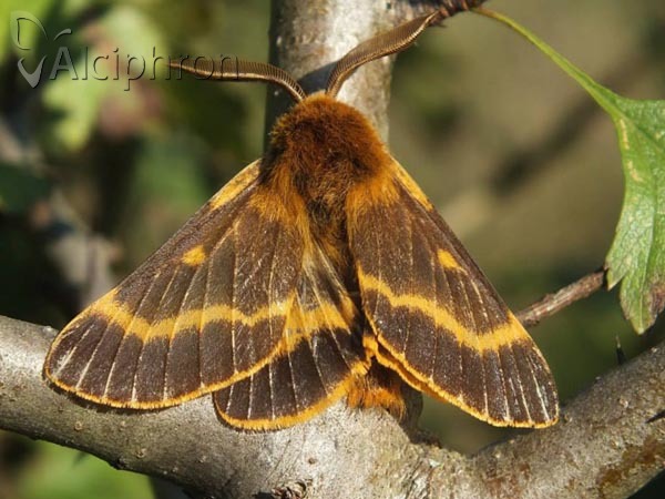 Lemonia dumi
