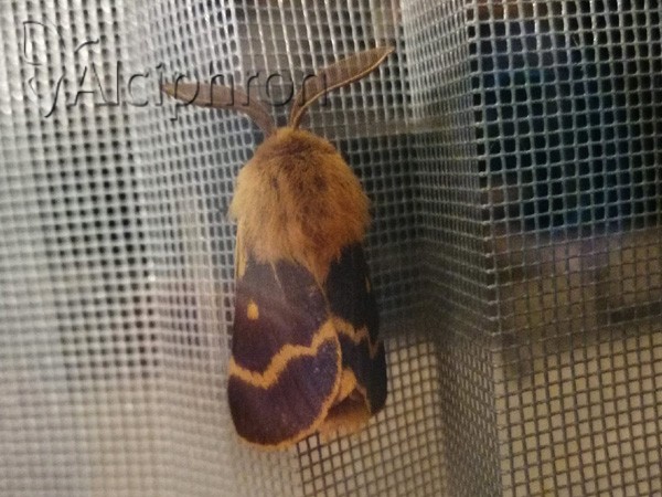 Lemonia dumi