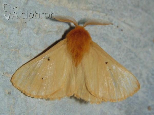 Lemonia taraxaci