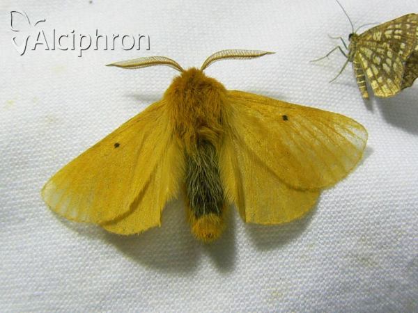 Lemonia taraxaci