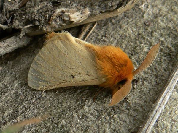Lemonia taraxaci
