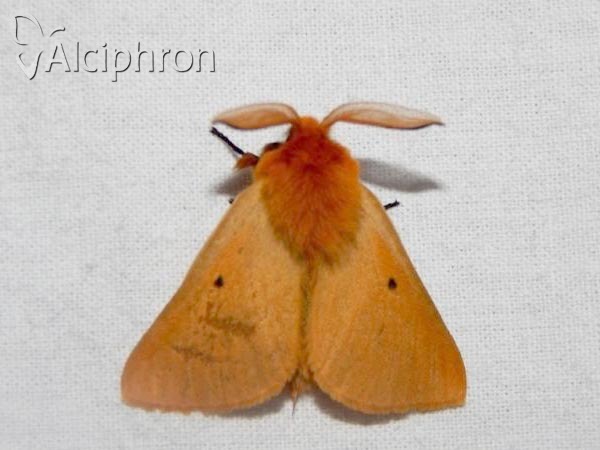 Lemonia taraxaci