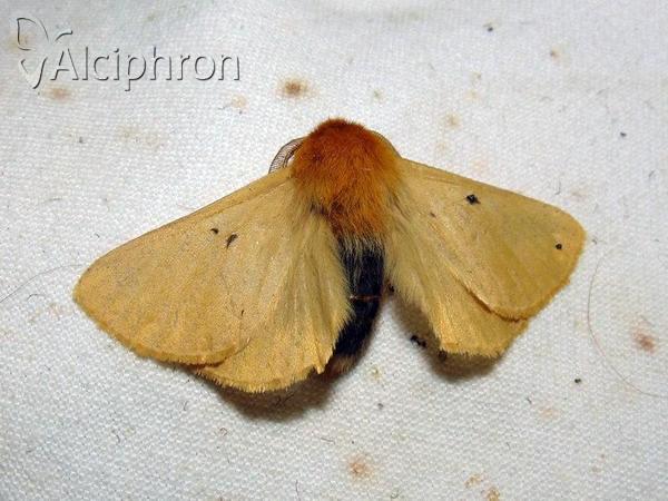 Lemonia taraxaci