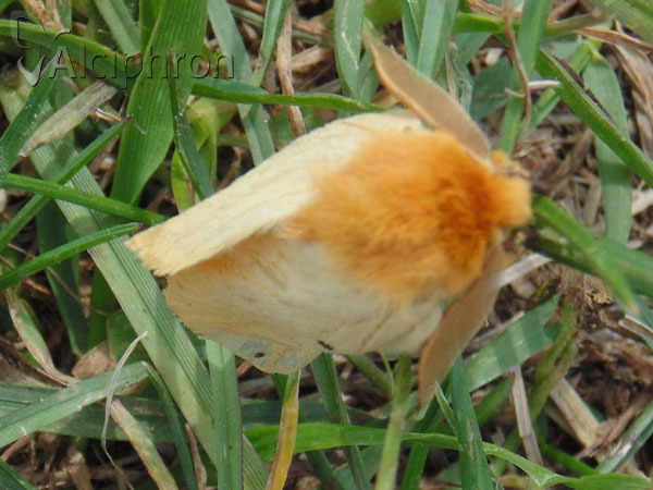 Lemonia taraxaci