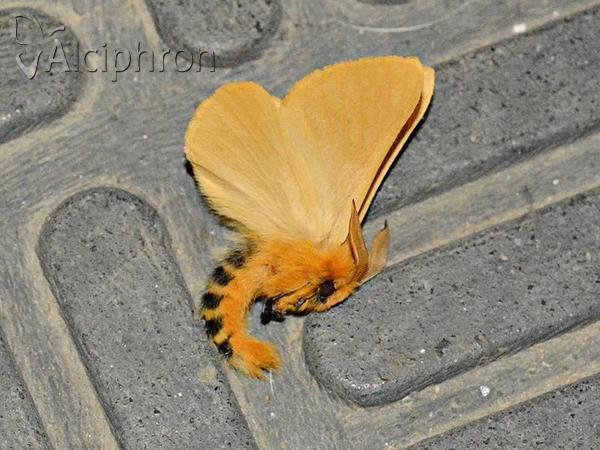 Lemonia taraxaci