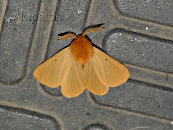 Lemonia taraxaci