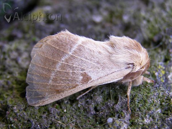 Lemonia balcanica