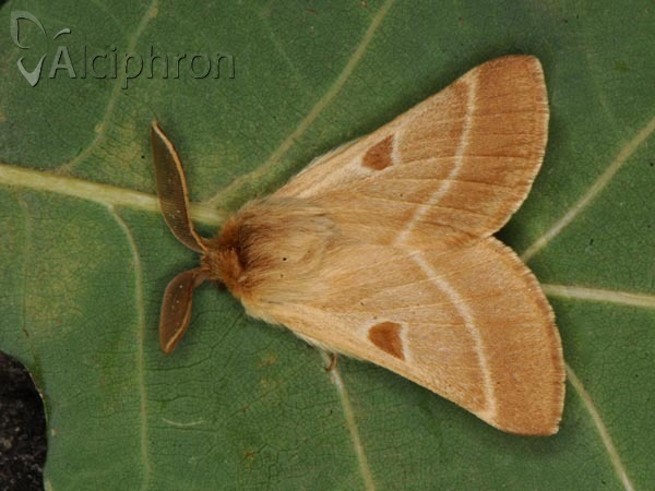 Lemonia balcanica