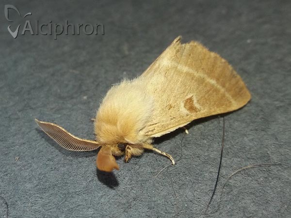 Lemonia balcanica