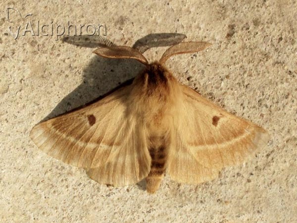Lemonia balcanica
