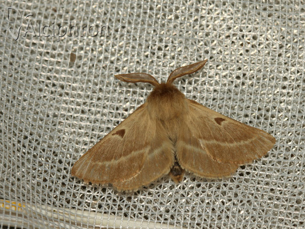 Lemonia balcanica