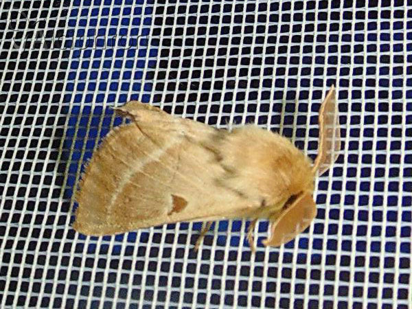 Lemonia balcanica
