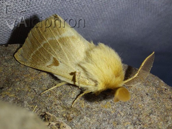 Lemonia balcanica