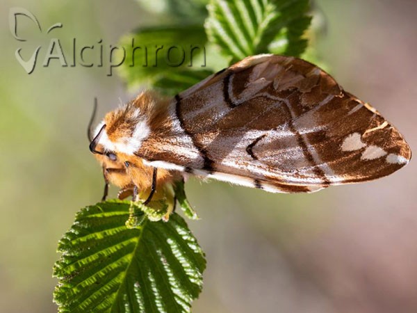 Endromis versicolora