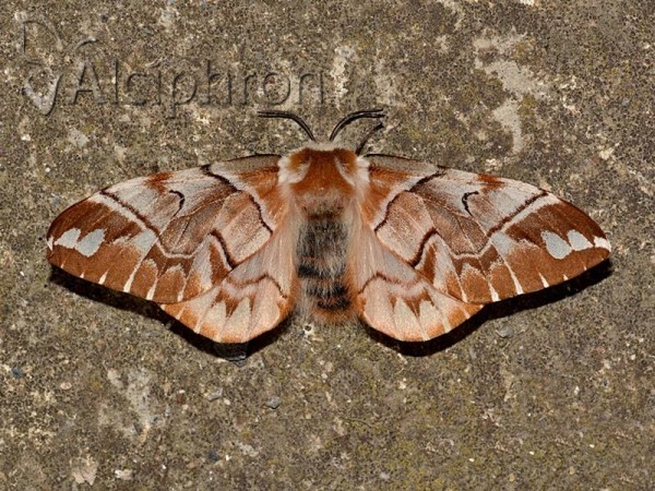 Endromis versicolora