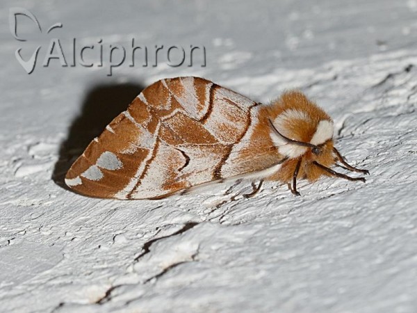 Endromis versicolora