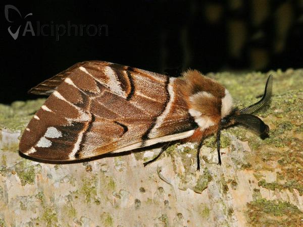 Endromis versicolora