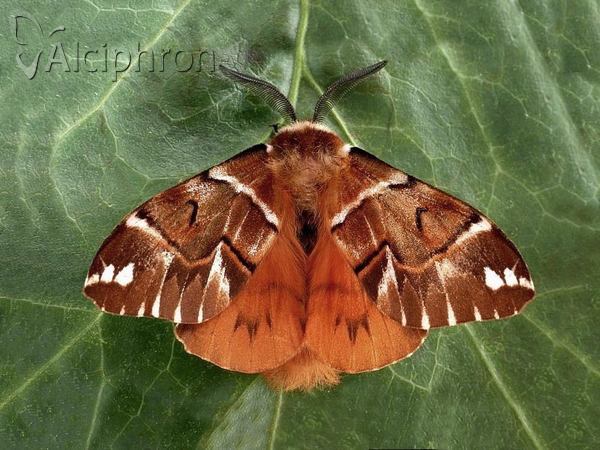 Endromis versicolora