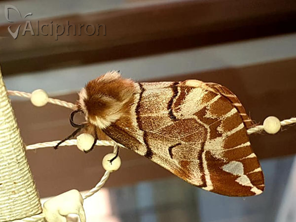 Endromis versicolora