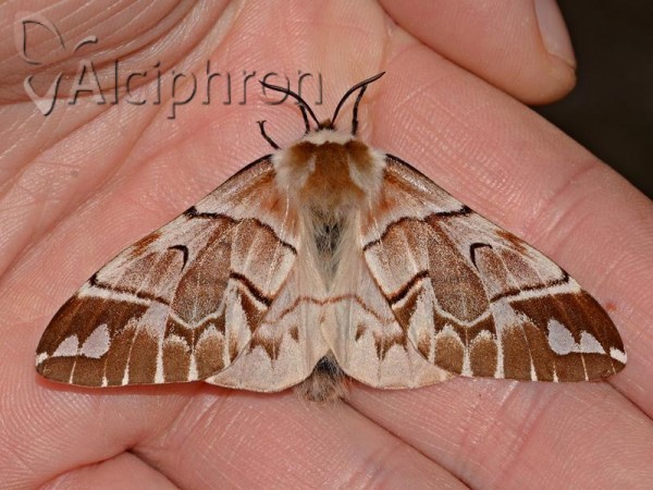 Endromis versicolora
